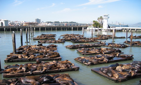 Photo of Pier 39